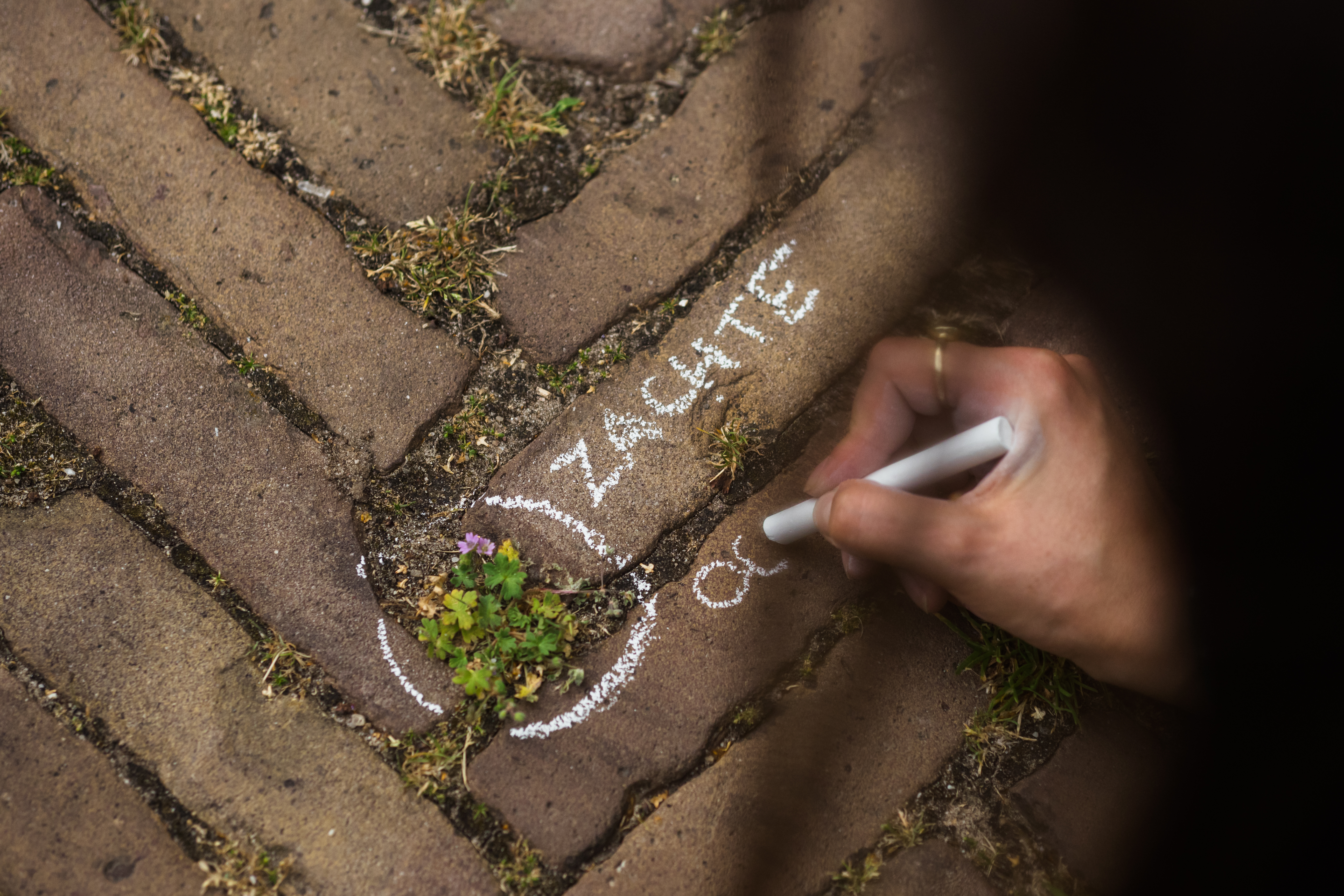 Biodiversiteitsfestival - kinderexcursie Stoepplantjes zoeken