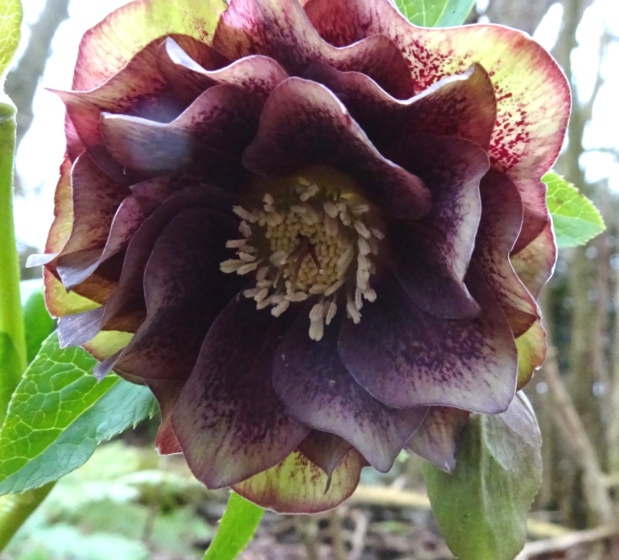 Helleborusdagen in de Noordoostpolder