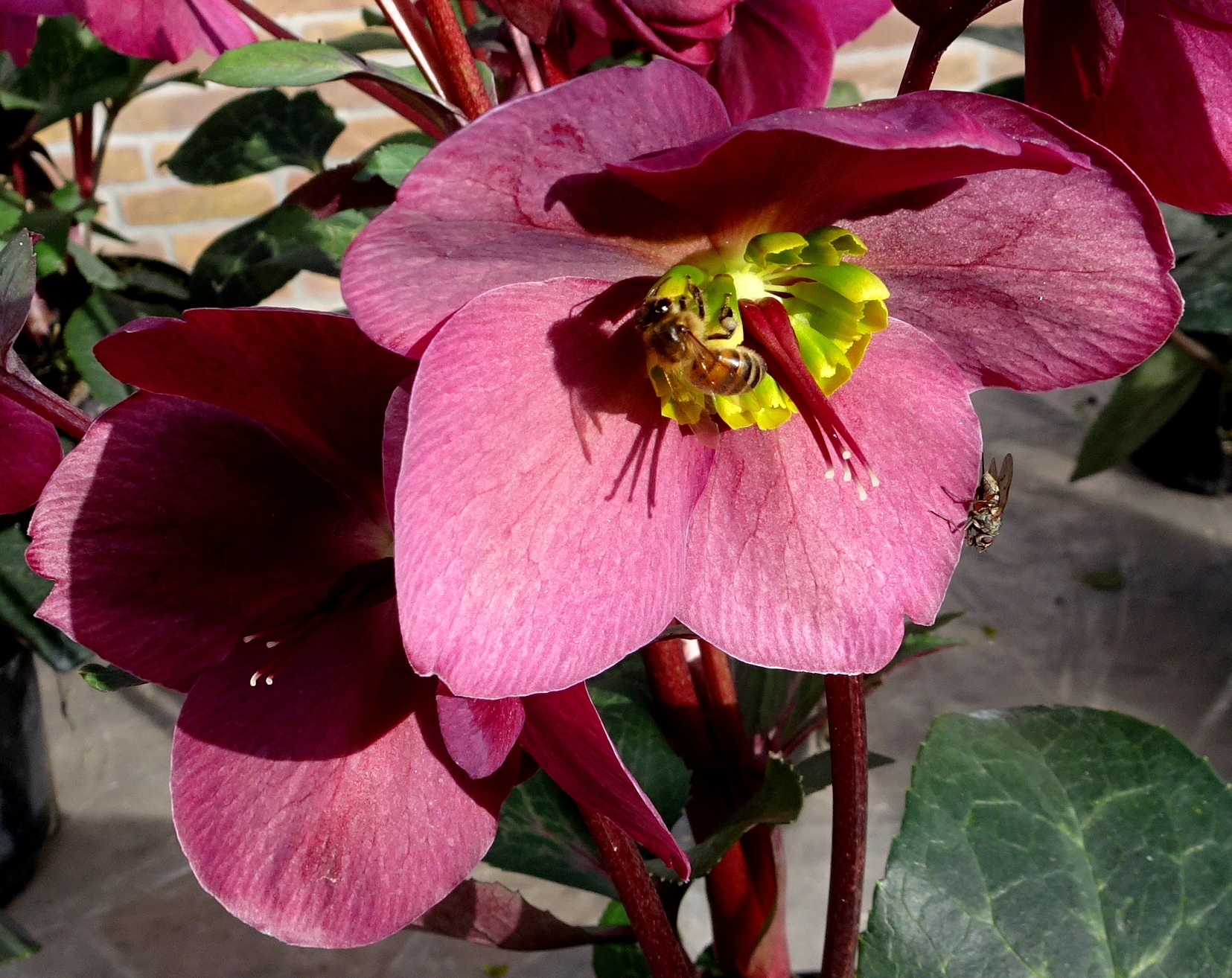 Helleborusdagen in de Noordoostpolder