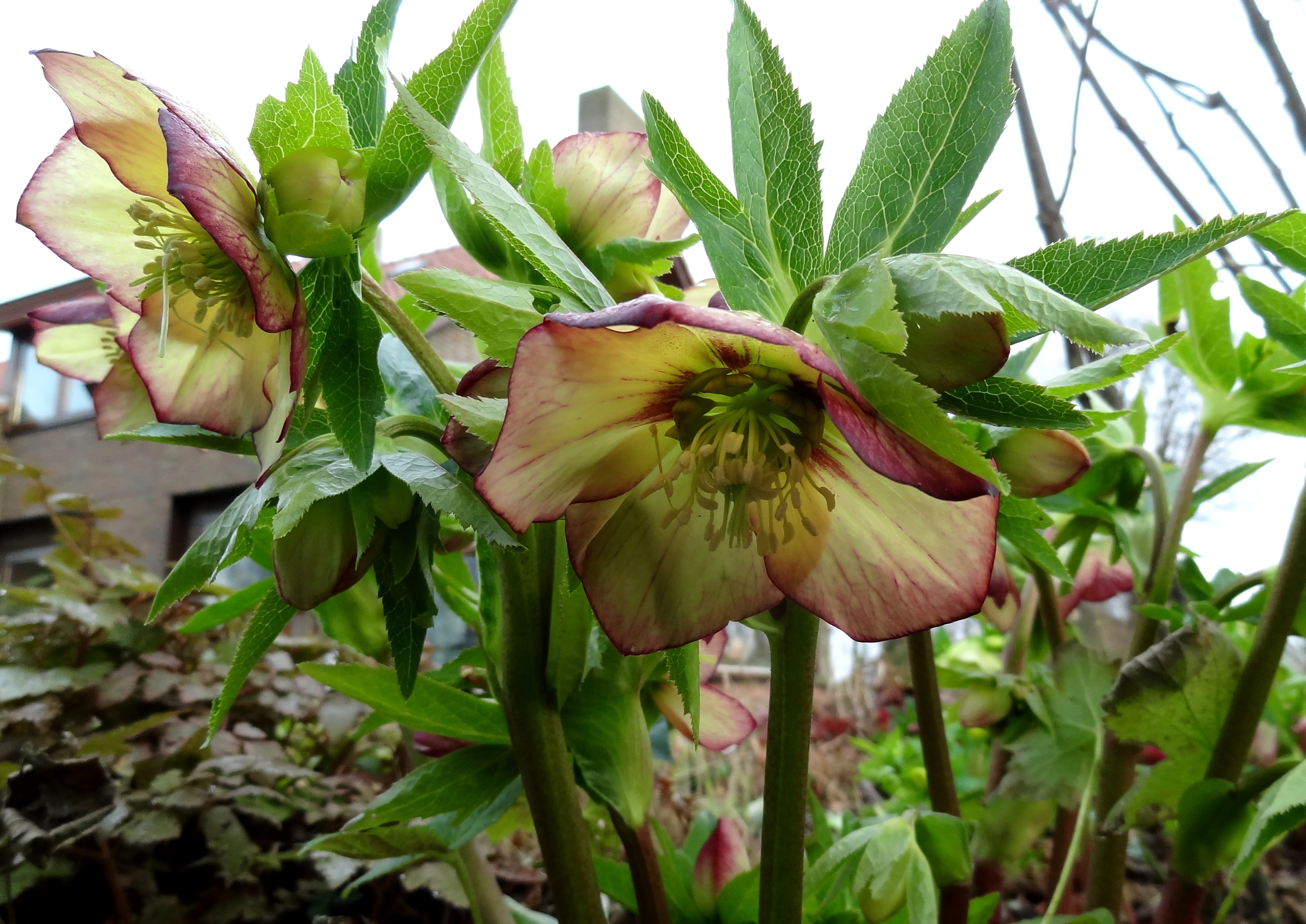 Helleborusdagen in de Noordoostpolder