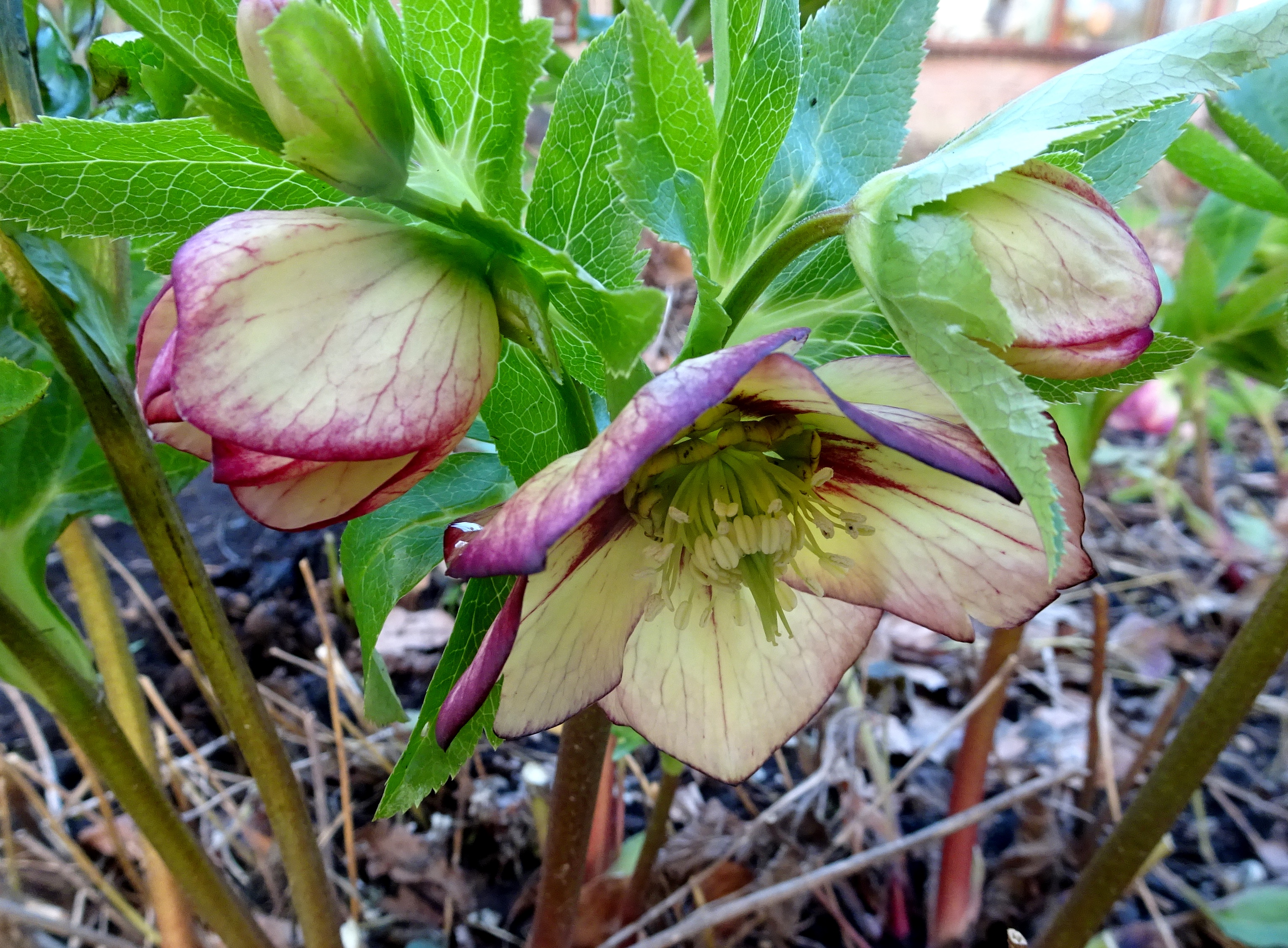 Helleborusdagen in de Nooroostpolder