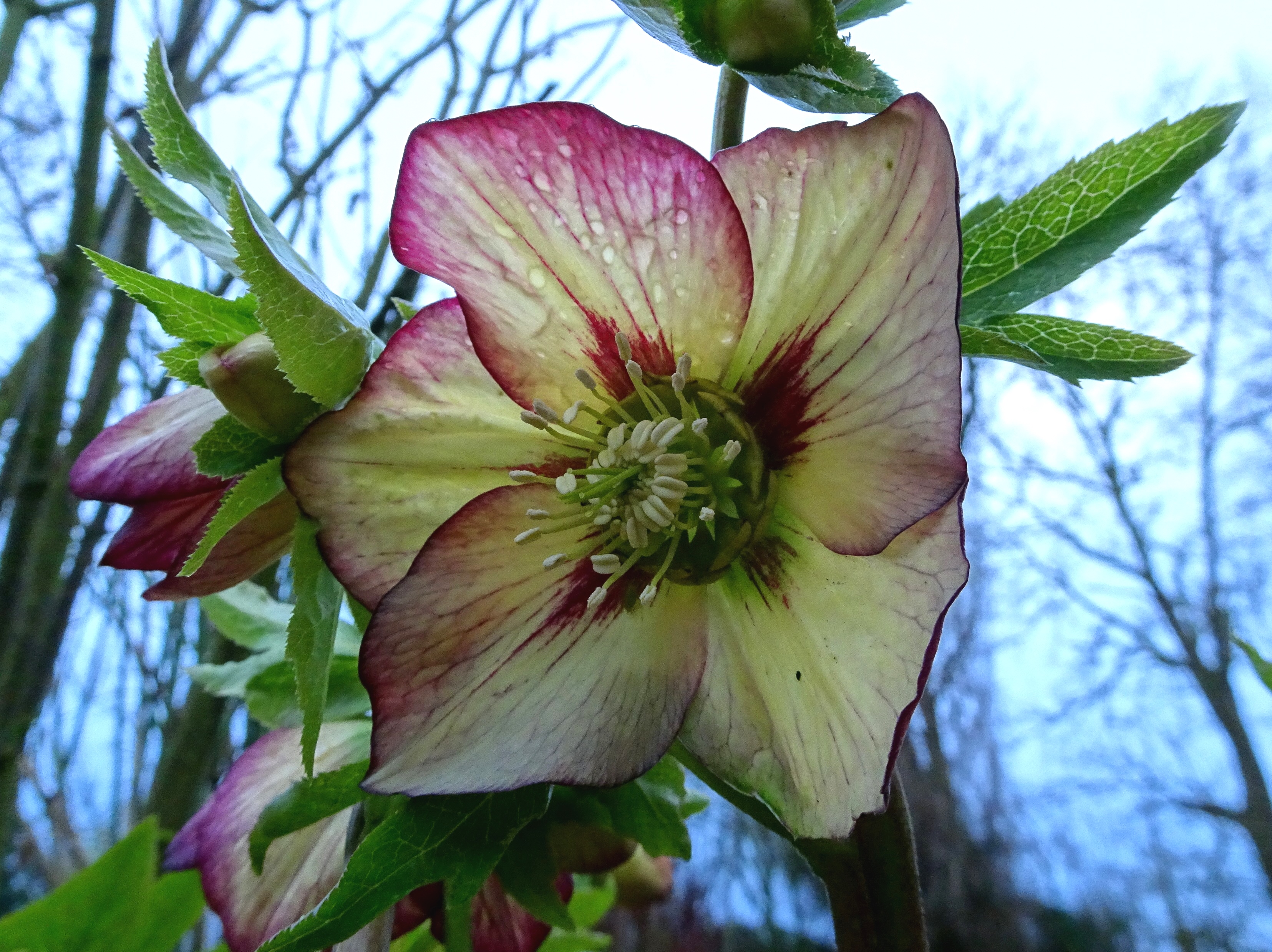 Helleborusdagen in de Noordoostpolder