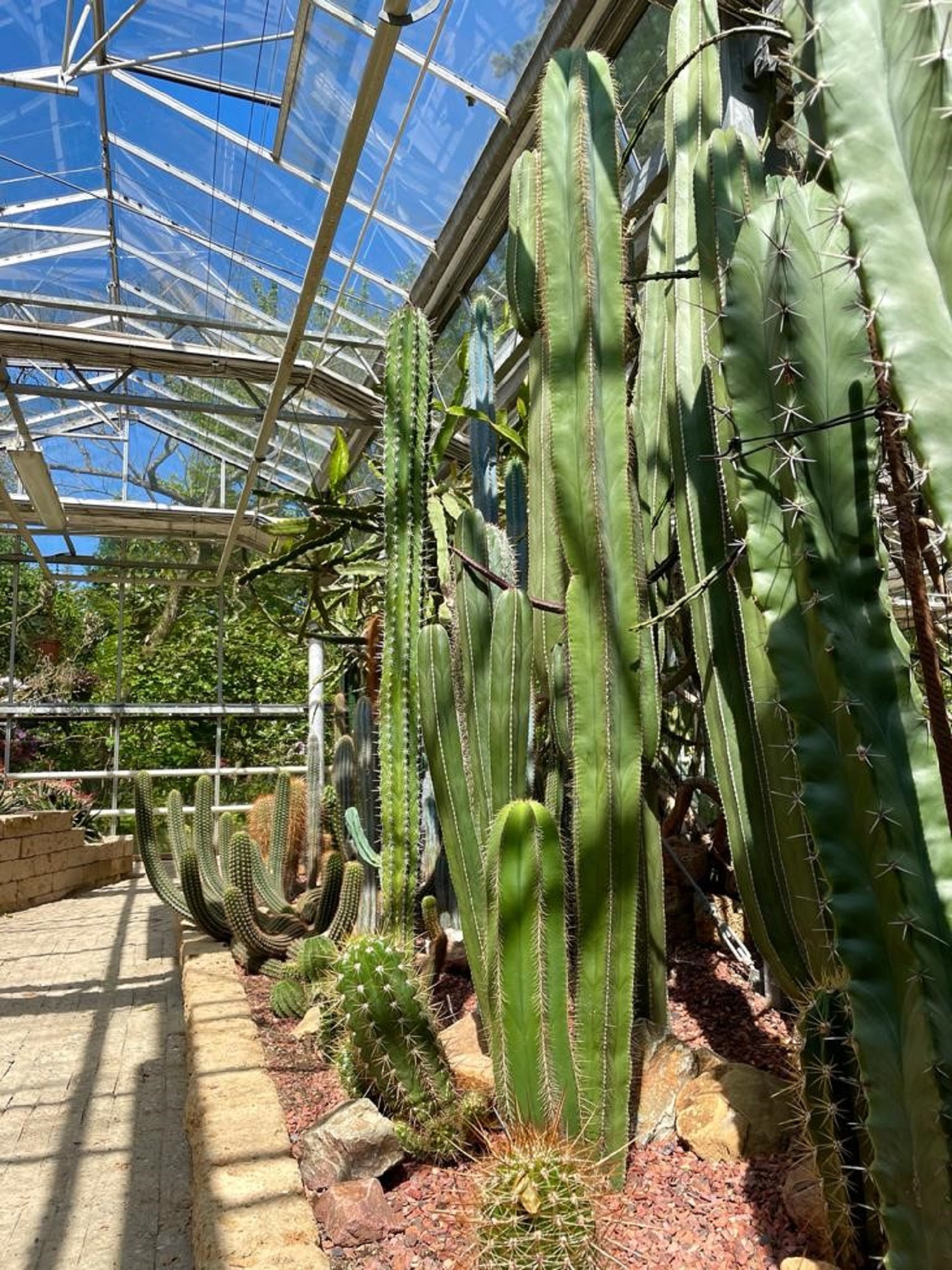 Plantenmarkt cactusweekend