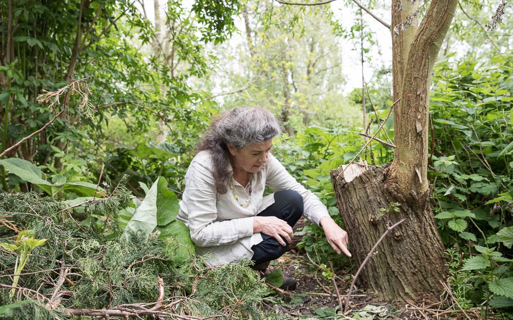 Biodiversiteitsfestival - Meet&greet auteur Madelon Oostwoud over voedselbossen