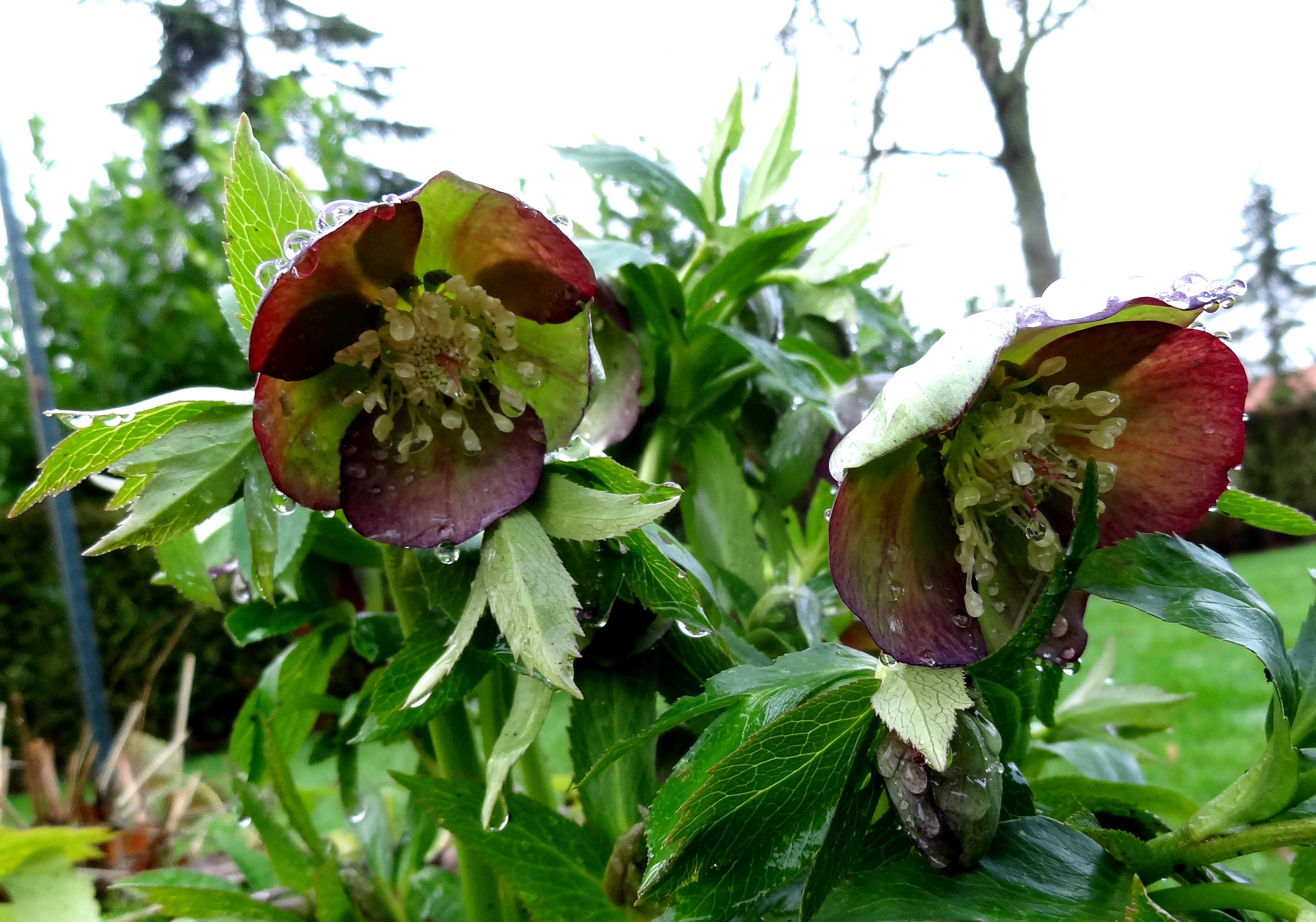 Helleborusdagen in de Nooroostpolder