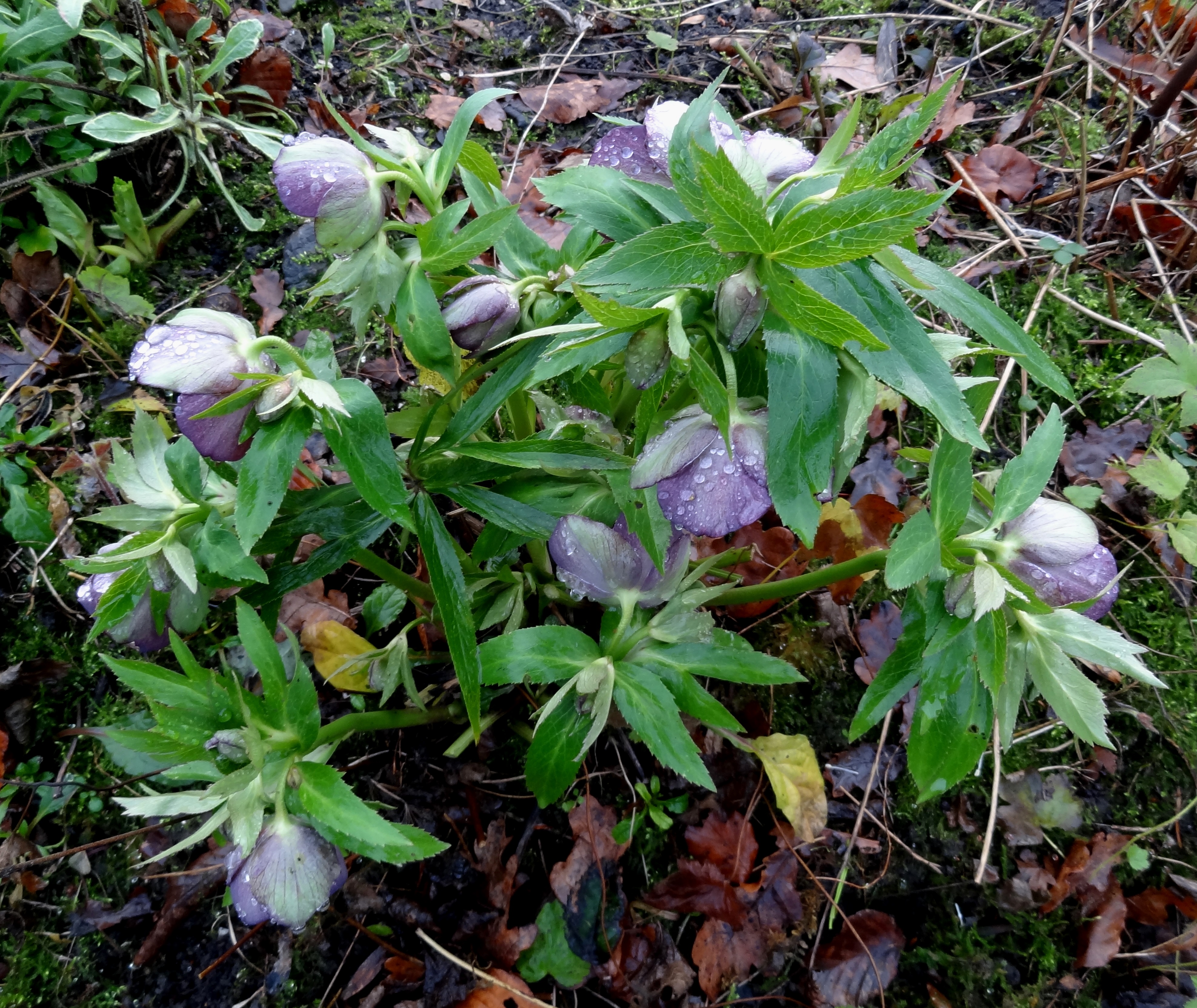 Helleborusdagen in de Noordoostpolder