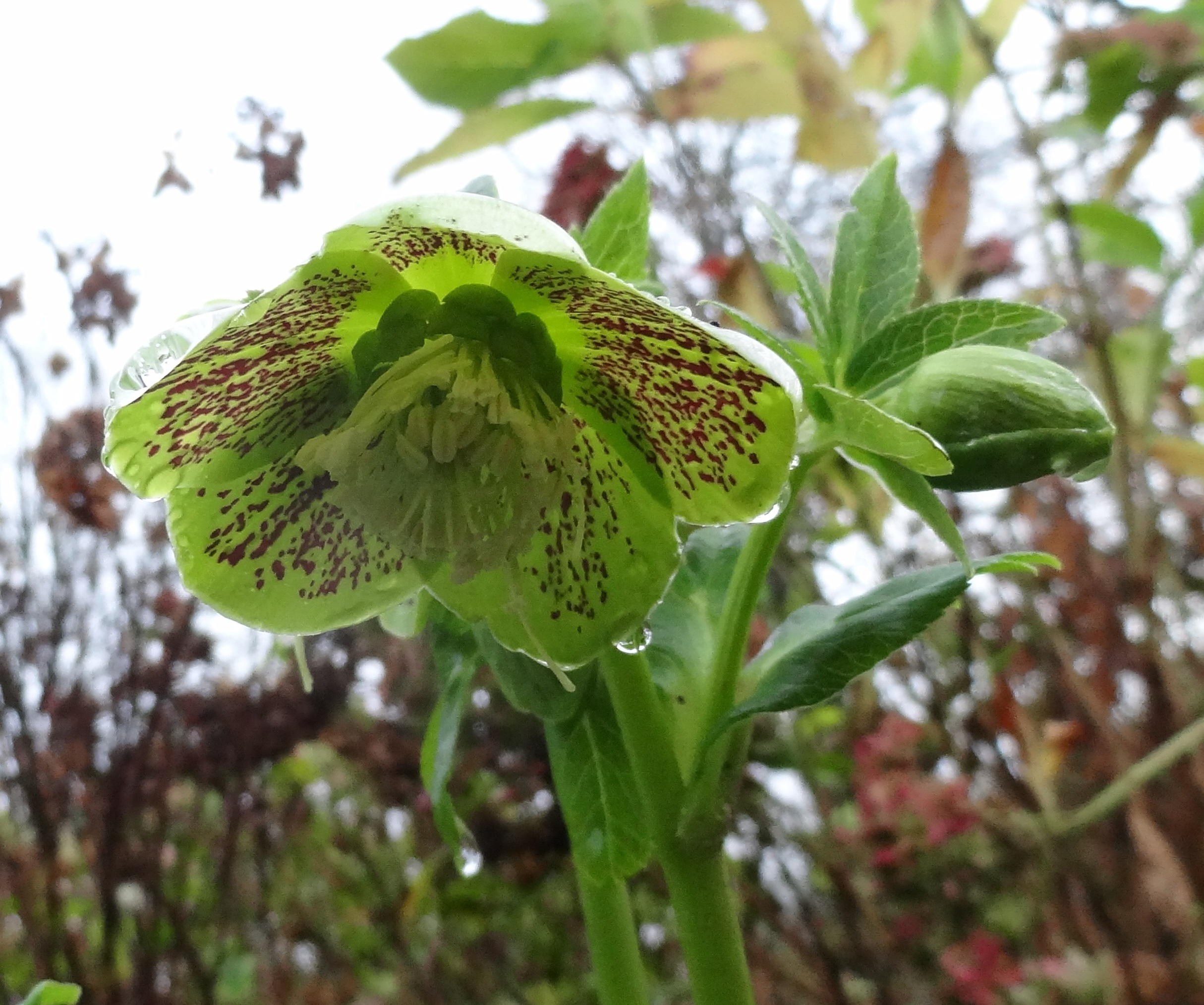 Helleborusdagen in de Noordoostpolder