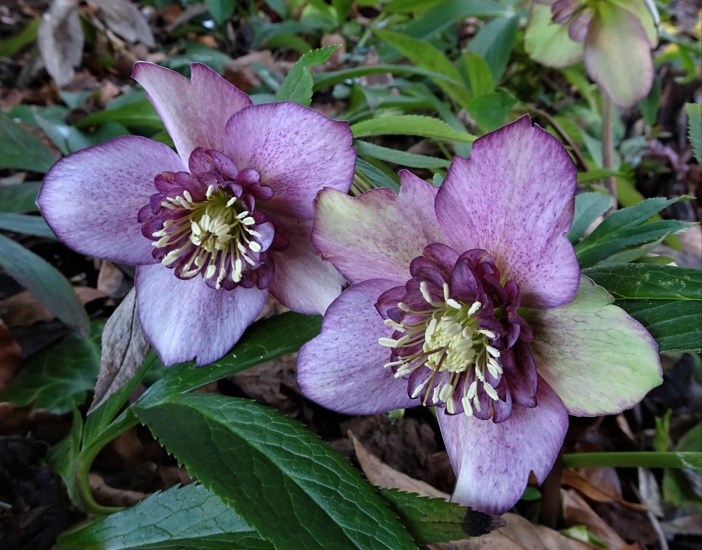 Helleborusdagen in de Noordoostpolder